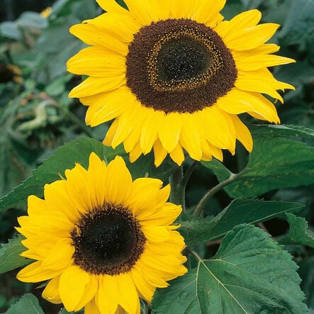 Tall giant yellow sunflower with large golden bloom.
