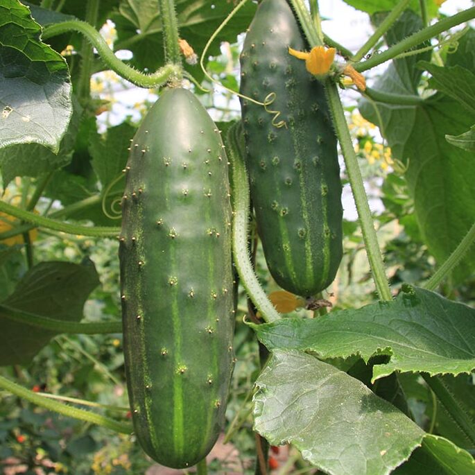 Dark green Marketmore cucumbers growing on healthy green vines.