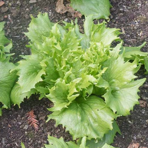 Frilly green head of Reine des Glaces lettuce growing in the garden.
