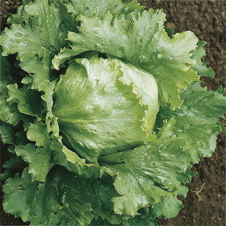 Large, firm green head of Webbs Wonderful lettuce growing in the garden.