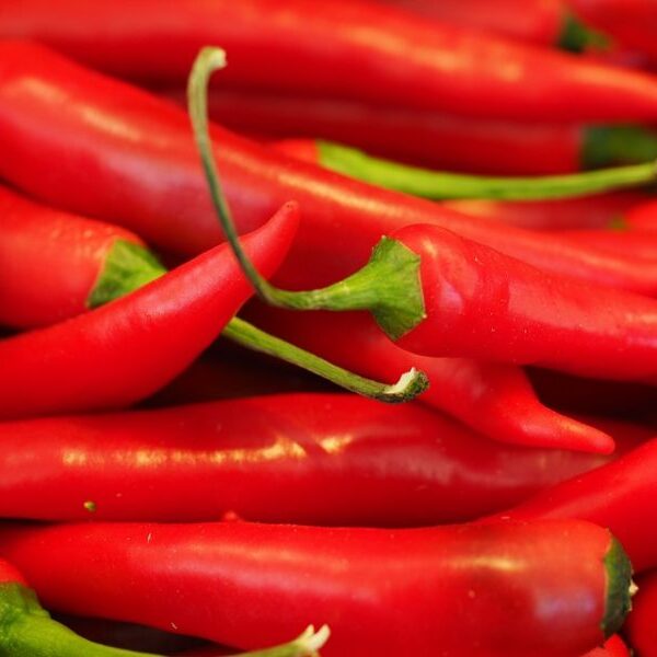 Red Nigel’s Outdoors chilli peppers harvested.