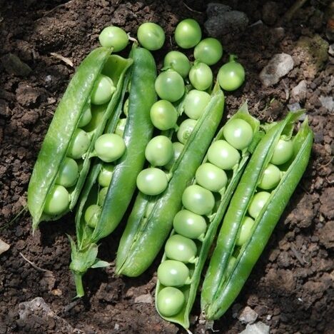 Harvested pods of Kelvedon Wonder with many peas per pod.