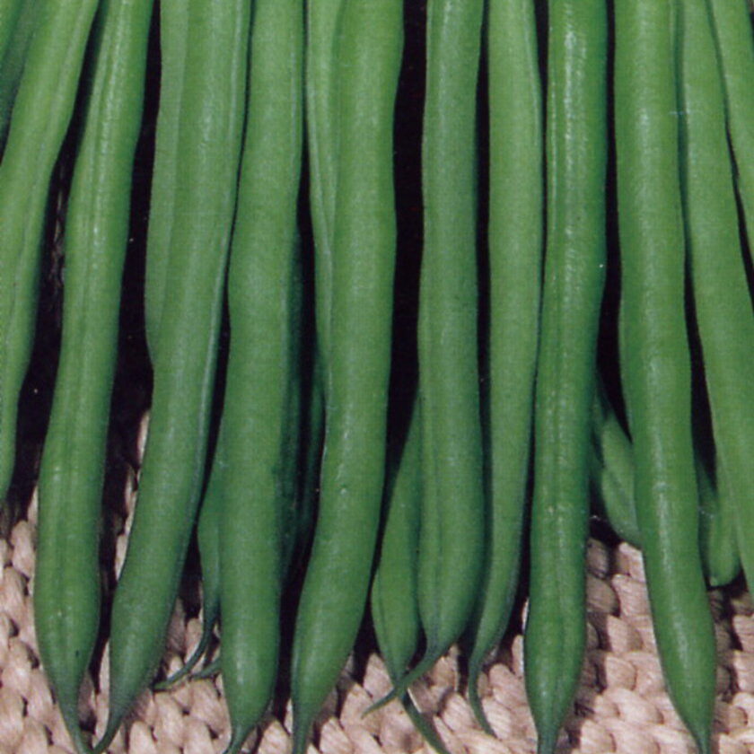 Slender dark green pods of Dwarf French Bean Faraday.