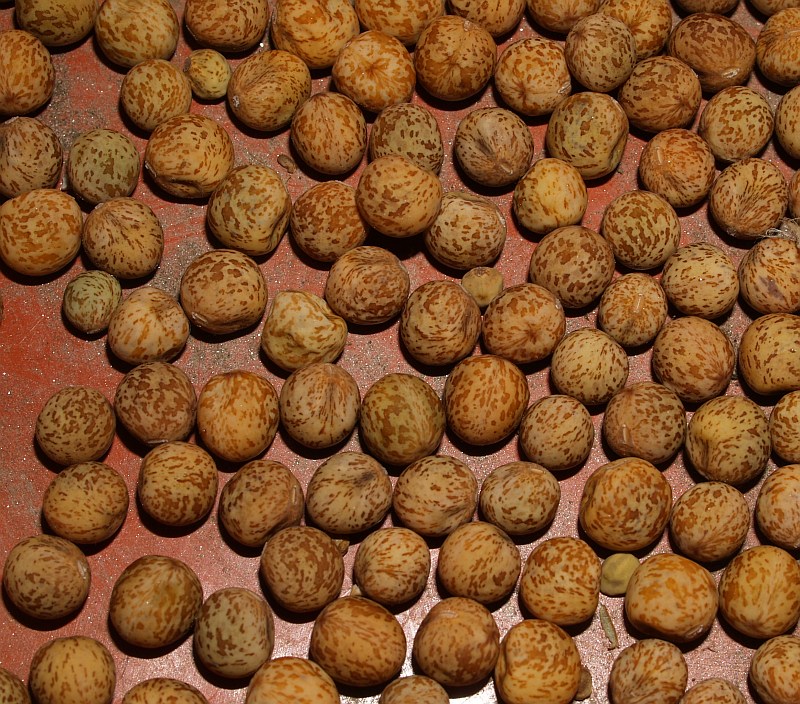 Brown seeds of Carlin peas.