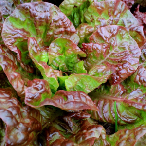 Lettuce: Marvel of Four Seasons