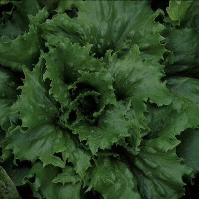 Crisp, firm head of Jack Ice lettuce with dark green leaves.