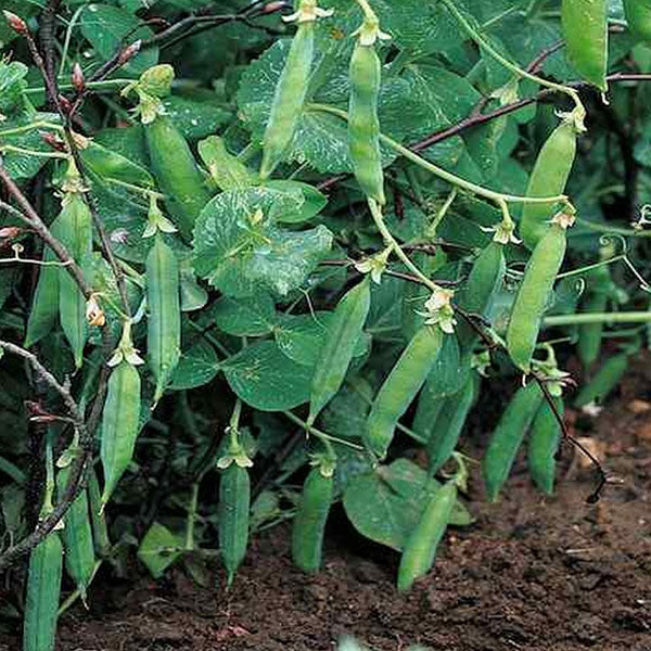 Compact green Pea Meteor plants with small pods ready for harvest.