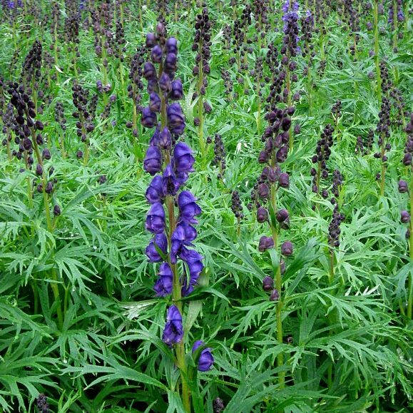 Tall blue-violet Monkshood flowers in a woodland setting.