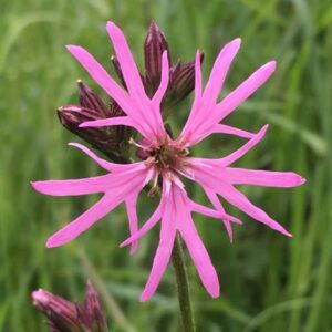 Ragged Robin wildflower with frilly pink petals.