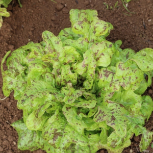 Lettuce: Flashy Lightening Butter Oak