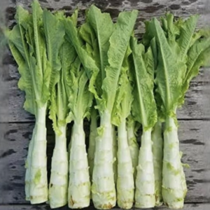 Celtuce
