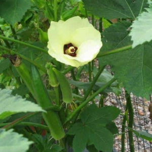 Okra: Clemson Spineless