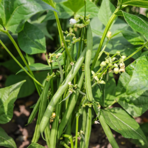 Dwarf Kenyan Bean: Ferrari