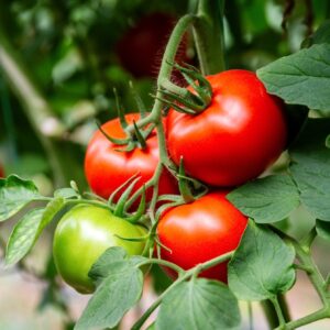 Tomato - Heinz 1350