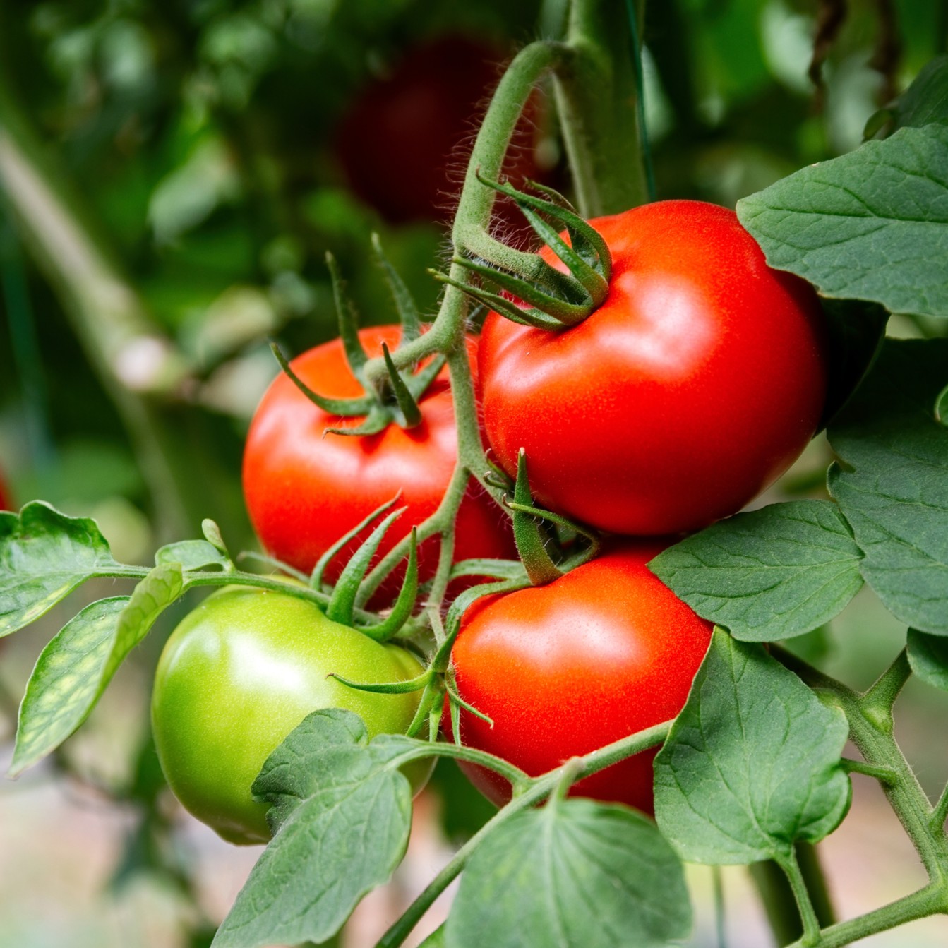 Tomato - Heinz 1350