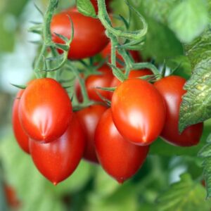 Tomato - Roma VF
