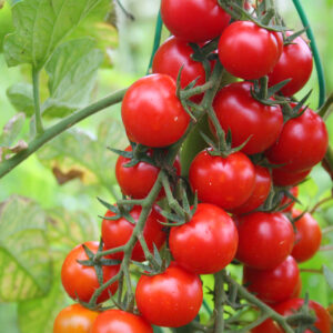 Tomato - Sweet Aperitif