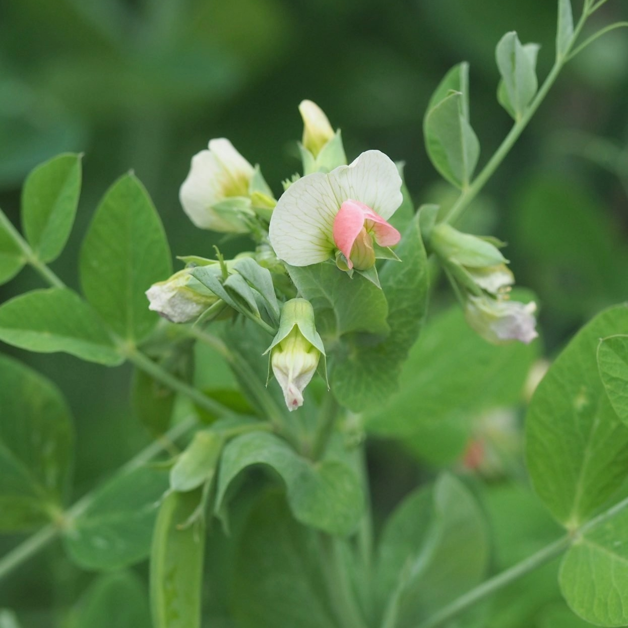 Pea: Rosakrone