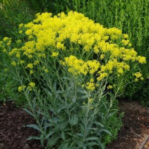 Woad