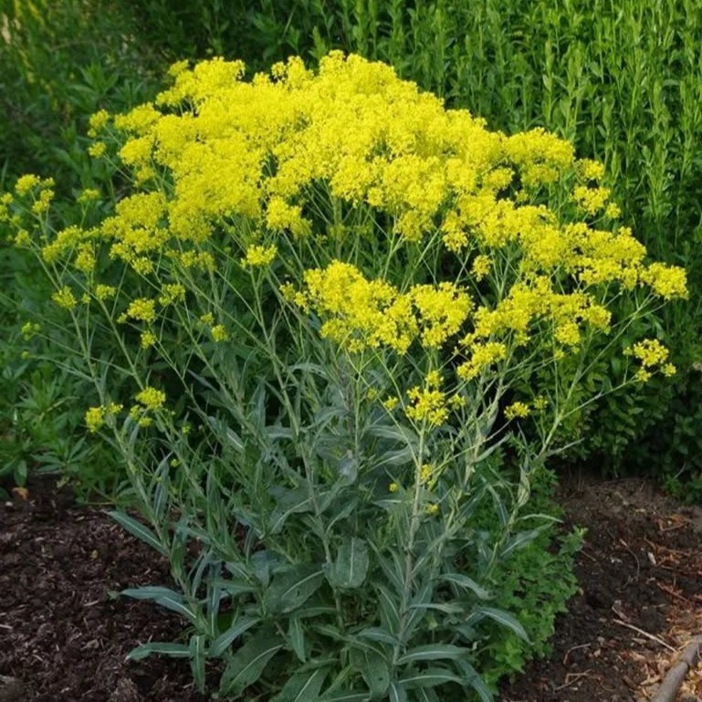 Woad